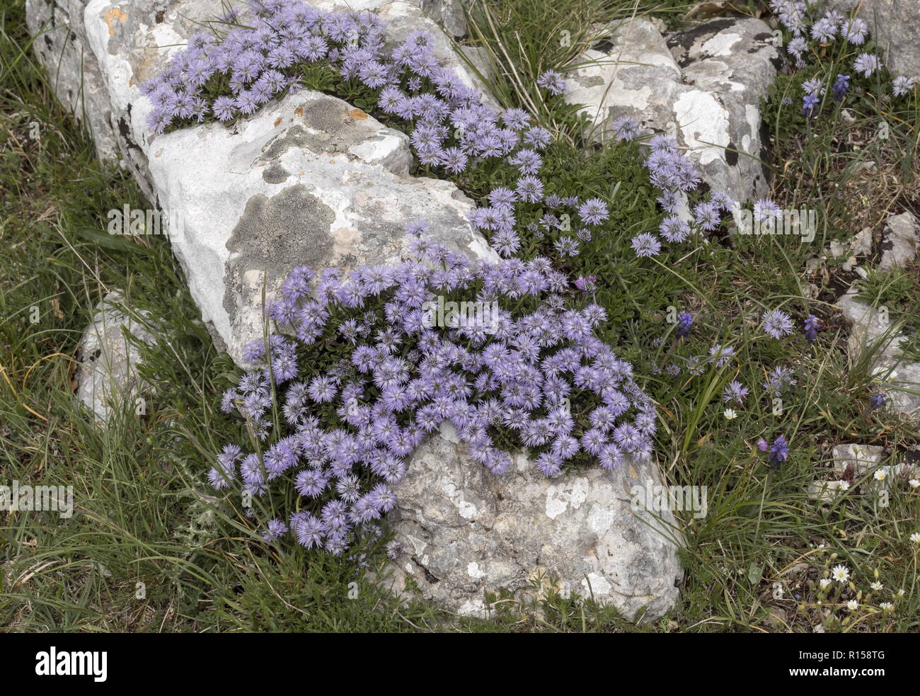 Herz-leaved Globus Daisy, Globularia cordifolia ssp Bellidifolia, in der Blume auf Kalkstein, Berg Biokovo, Kroatien. Stockfoto