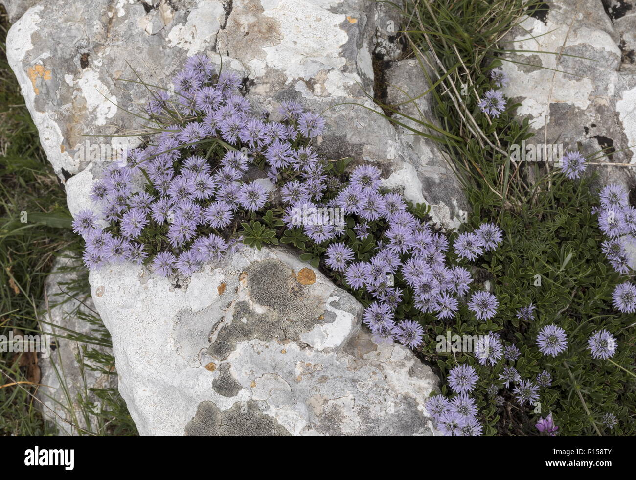 Herz-leaved Globus Daisy, Globularia cordifolia ssp Bellidifolia, in der Blume auf Kalkstein, Berg Biokovo, Kroatien. Stockfoto