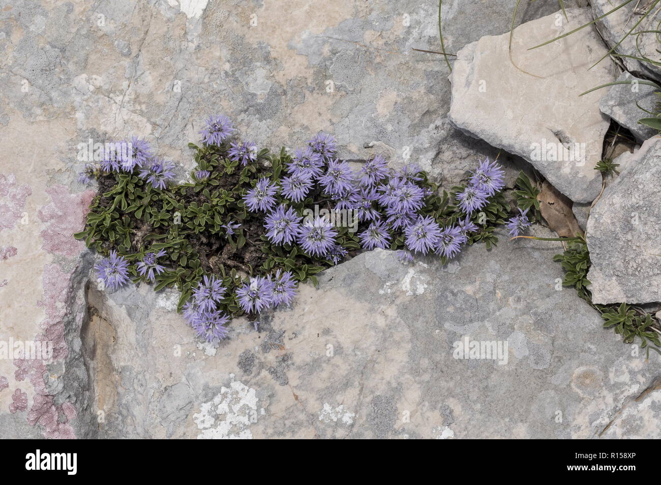 Herz-leaved Globus Daisy, Globularia cordifolia ssp Bellidifolia, in der Blume auf Kalkstein, Berg Biokovo, Kroatien. Stockfoto