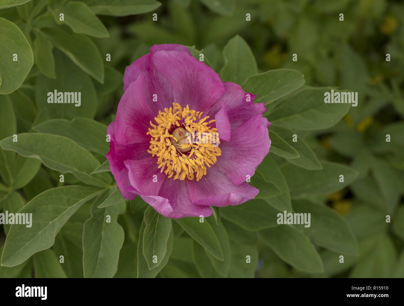 Gemeinsame Pfingstrose, Paeonia officinalis, in voller Blüte auf Kalkstein Grünland, central Kroatien. Stockfoto