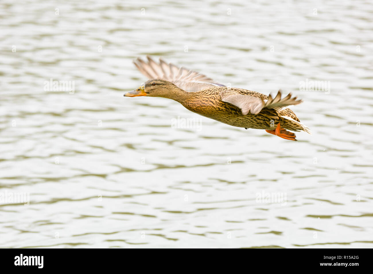 Enten auf einem Gewässer Stockfoto