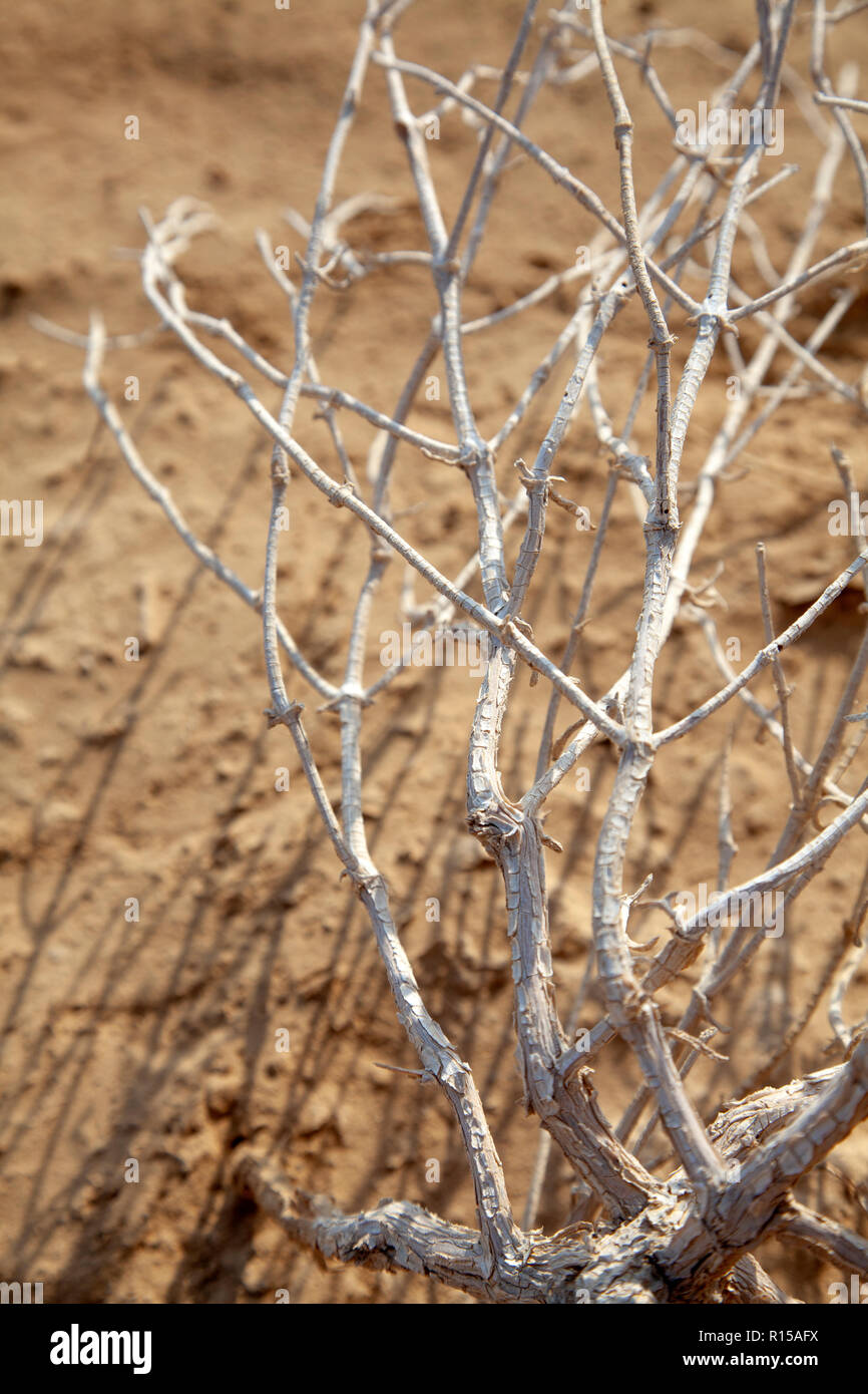 Trockene Bleachd Zweige auf dem Boden in der Nähe von Toten Meer in Israel Stockfoto