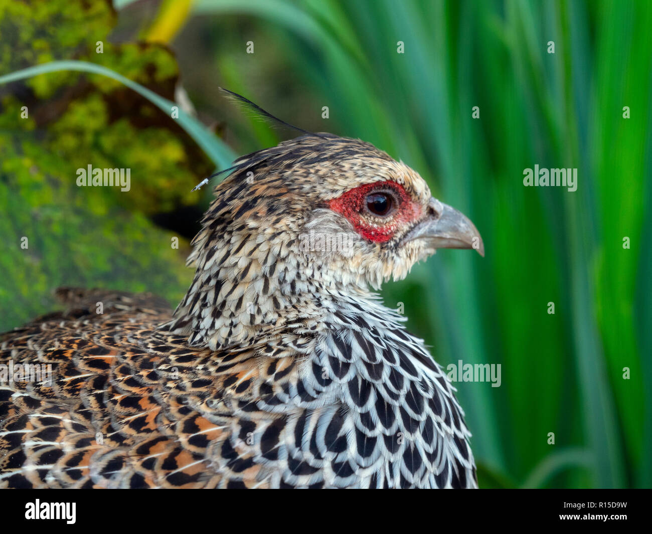 Roter fasan -Fotos und -Bildmaterial in hoher Auflösung – Alamy