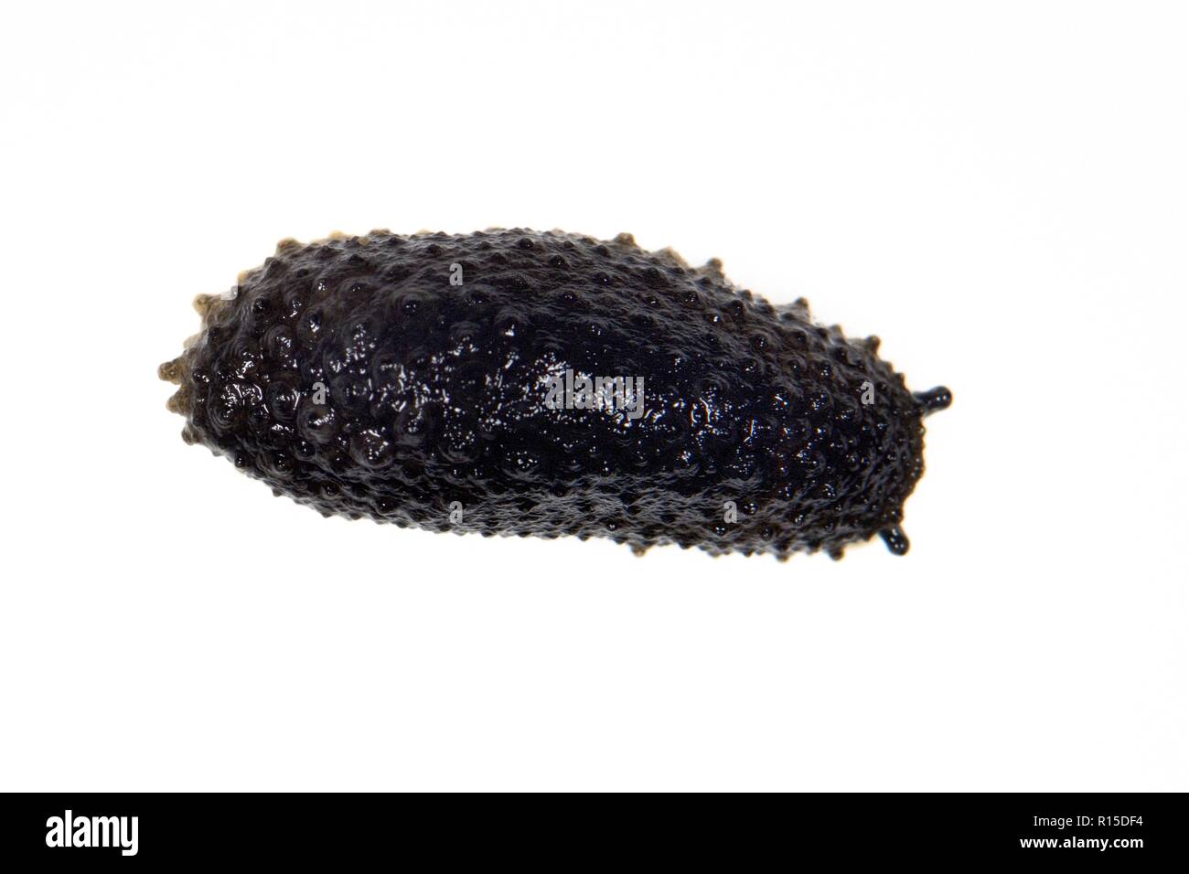 Celtic Sea Slug (Onchidella celtica) auf weißem Hintergrund, Cornwall, UK, September. Stockfoto
