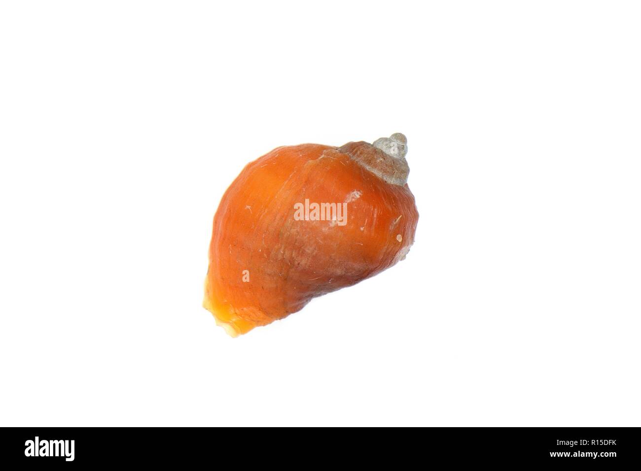 Hund wellhornschnecken (Nucella lapillus) orange Form auf weißem Hintergrund, Cornwall, UK, September. Stockfoto