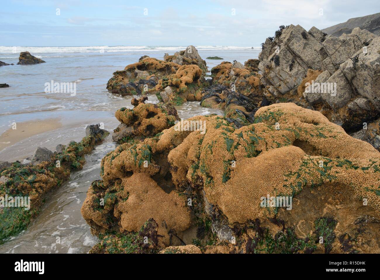 Honeycomb Wurm Reef (Sabellaria alveolata) mit geclusterten Röhren gebaut der Sandkörner auf Felsbrocken, bei Ebbe freigelegt, Duckpool Beach, Cornwall, Großbritannien Stockfoto