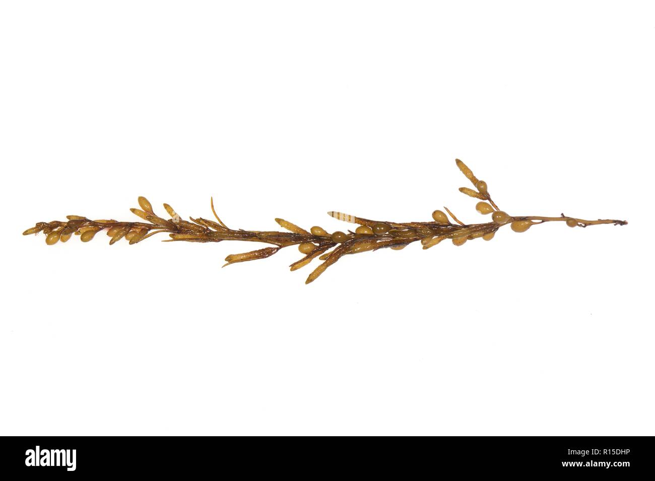 Japanische wireweed/Japanisch/Jap Unkraut Unkraut (Sargassum muticum) gegen einen weißen Hintergrund, Cornwall, UK, September. Stockfoto
