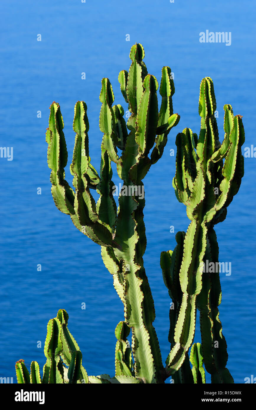 Cactus Äste vor blauem Meer Wasser. Portugiesische Insel Madeira Stockfoto