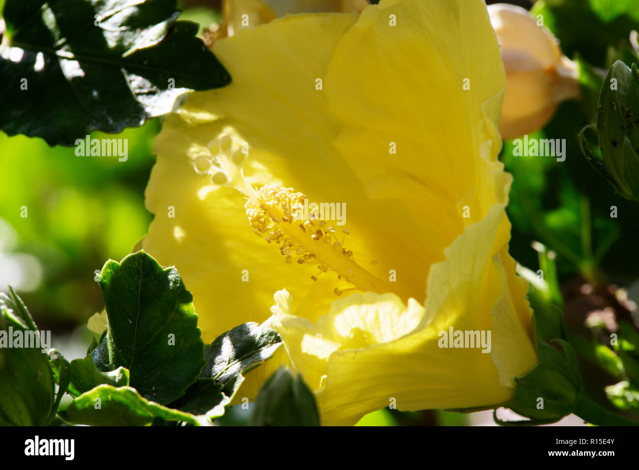 In der Nähe von Yellow Hibiscus Blüte. Portugiesische Insel Madeira Stockfoto