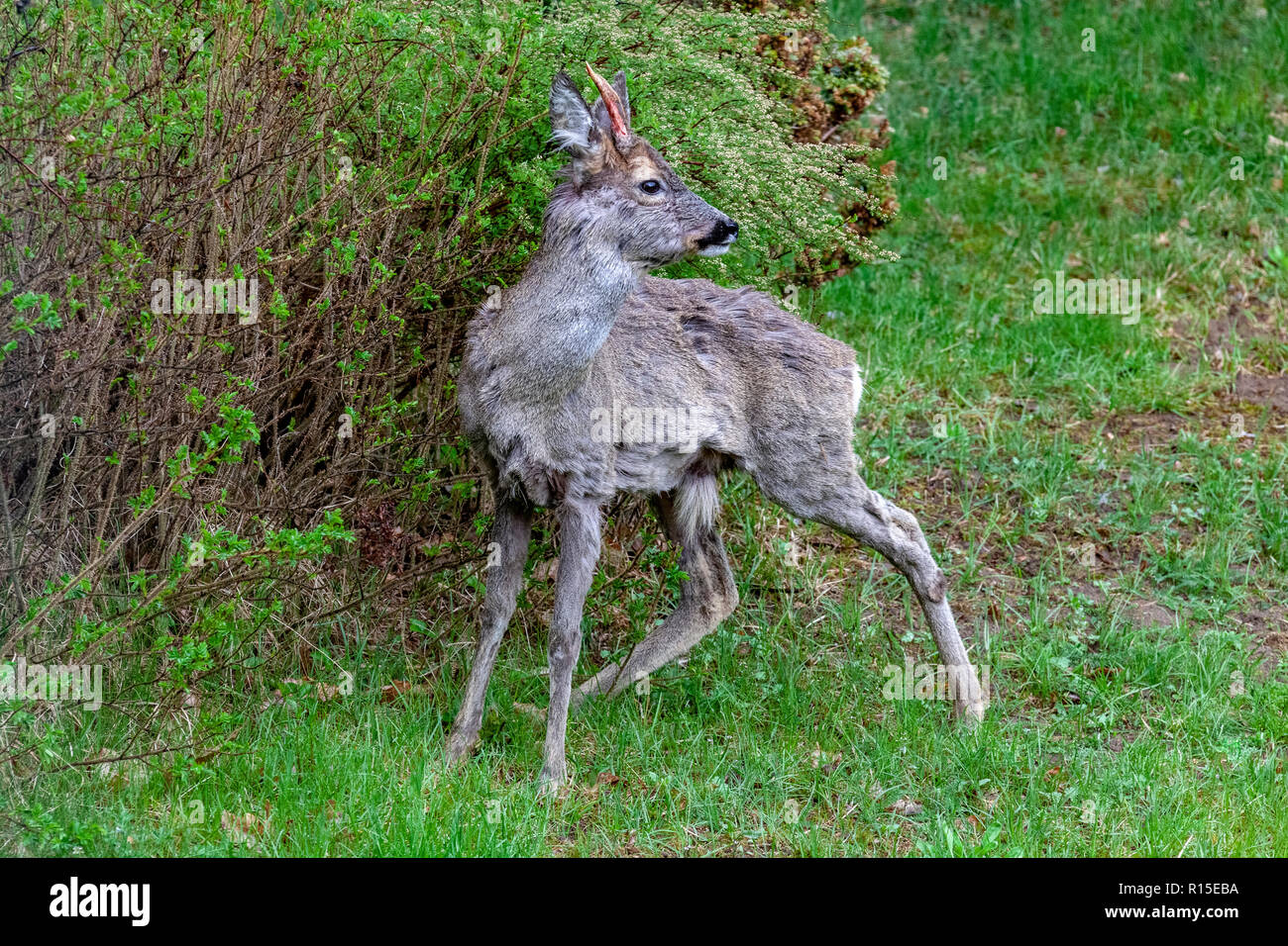 Rehe Capreolus Europa Polen Stockfoto Bild 224470494 - 