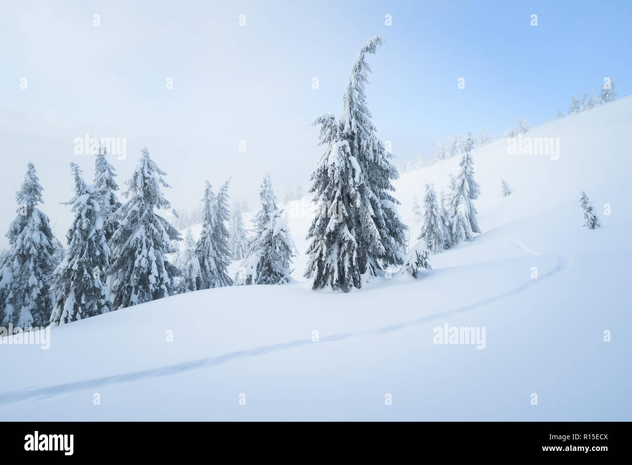 Snowy Wetter. Hintergrund Mit der winterlichen Natur. Fichten und Fußweg im Schnee. Landschaft mit einem Haze im Bergwald Stockfoto