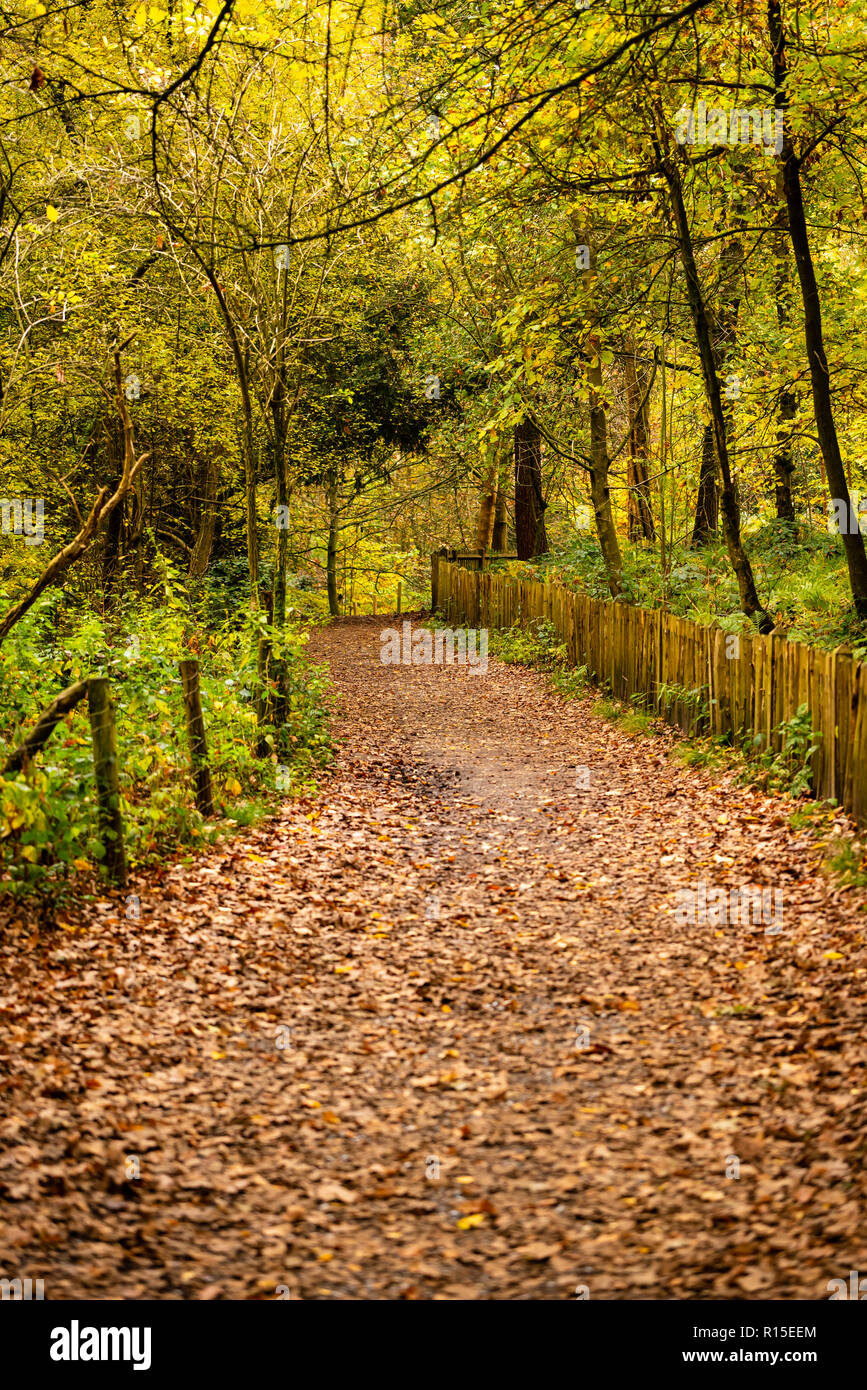 Herbstfarben in Hampstead Heath Stockfoto