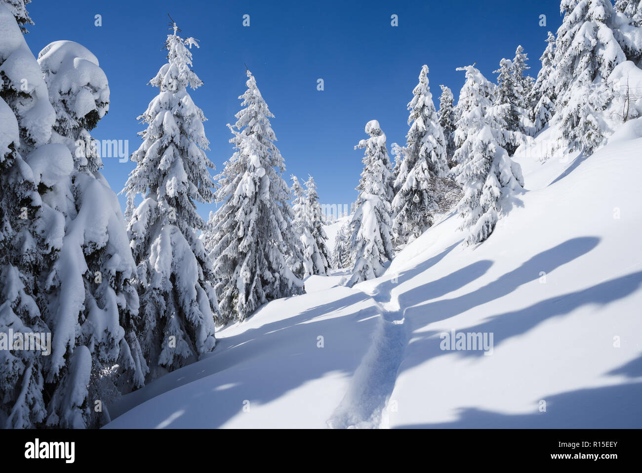 Winter Wald mit Spur im Schnee. Verschneiten Fichten. Landschaft mit blauen Himmel. Sonnige frostige Wetter Stockfoto