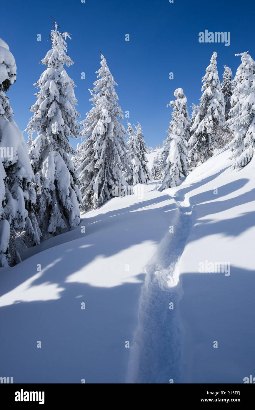 Winter wonderland Hintergrund. Wanderweg im Schnee. Verschneite Landschaft mit Bäumen im Bergwald Fichte. Sonniges Wetter frostigen Tag Stockfoto