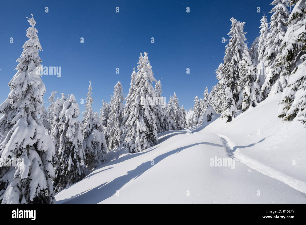 Winter Natur. Landschaft mit Fichtenwald und Fußweg im Schnee. Sonnige frostige Wetter mit strahlend blauem Himmel Stockfoto