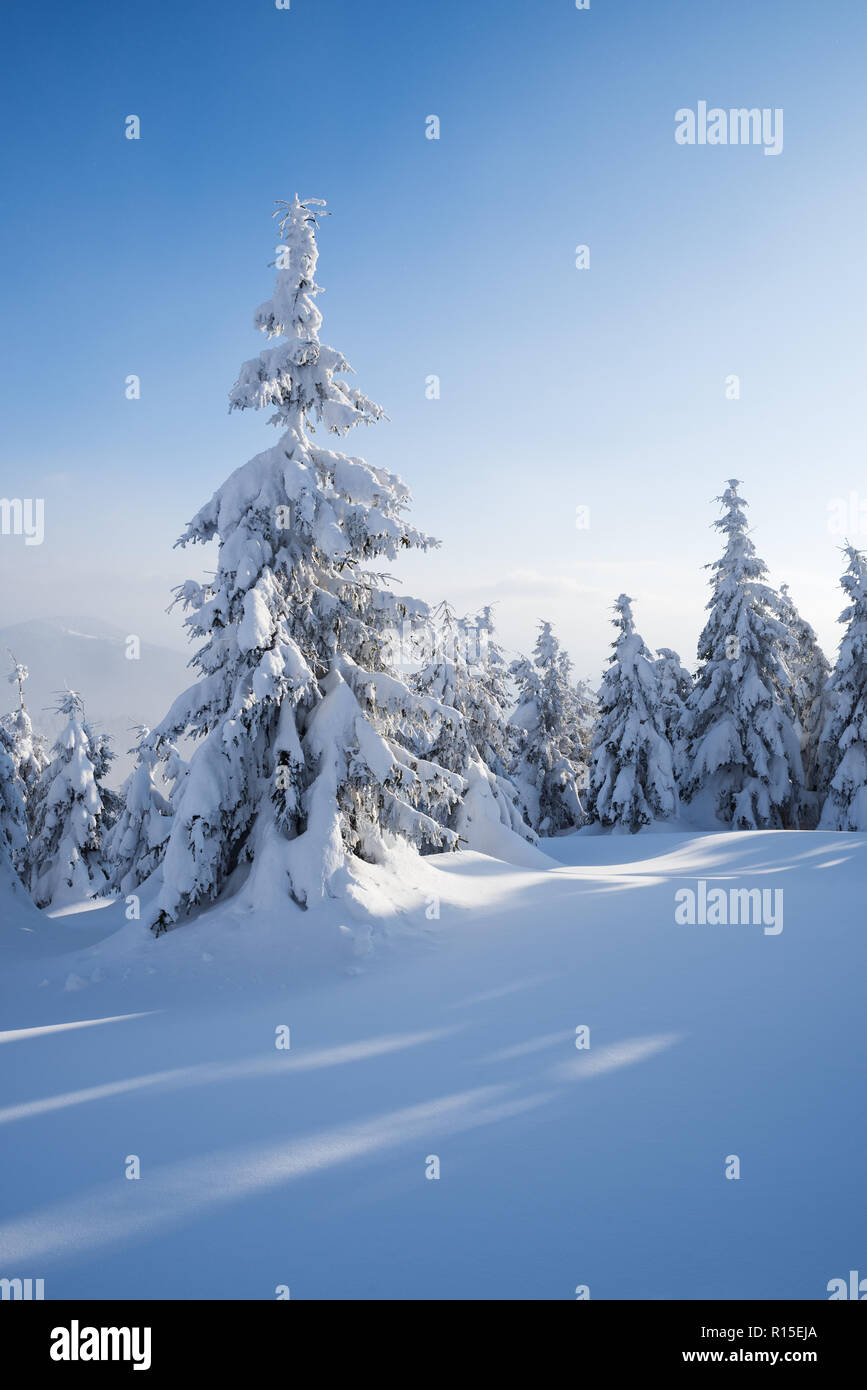 Schönen winter natur mit Tannen im Schnee. Wald landschaft. Sonniges Wetter mit Haze Stockfoto