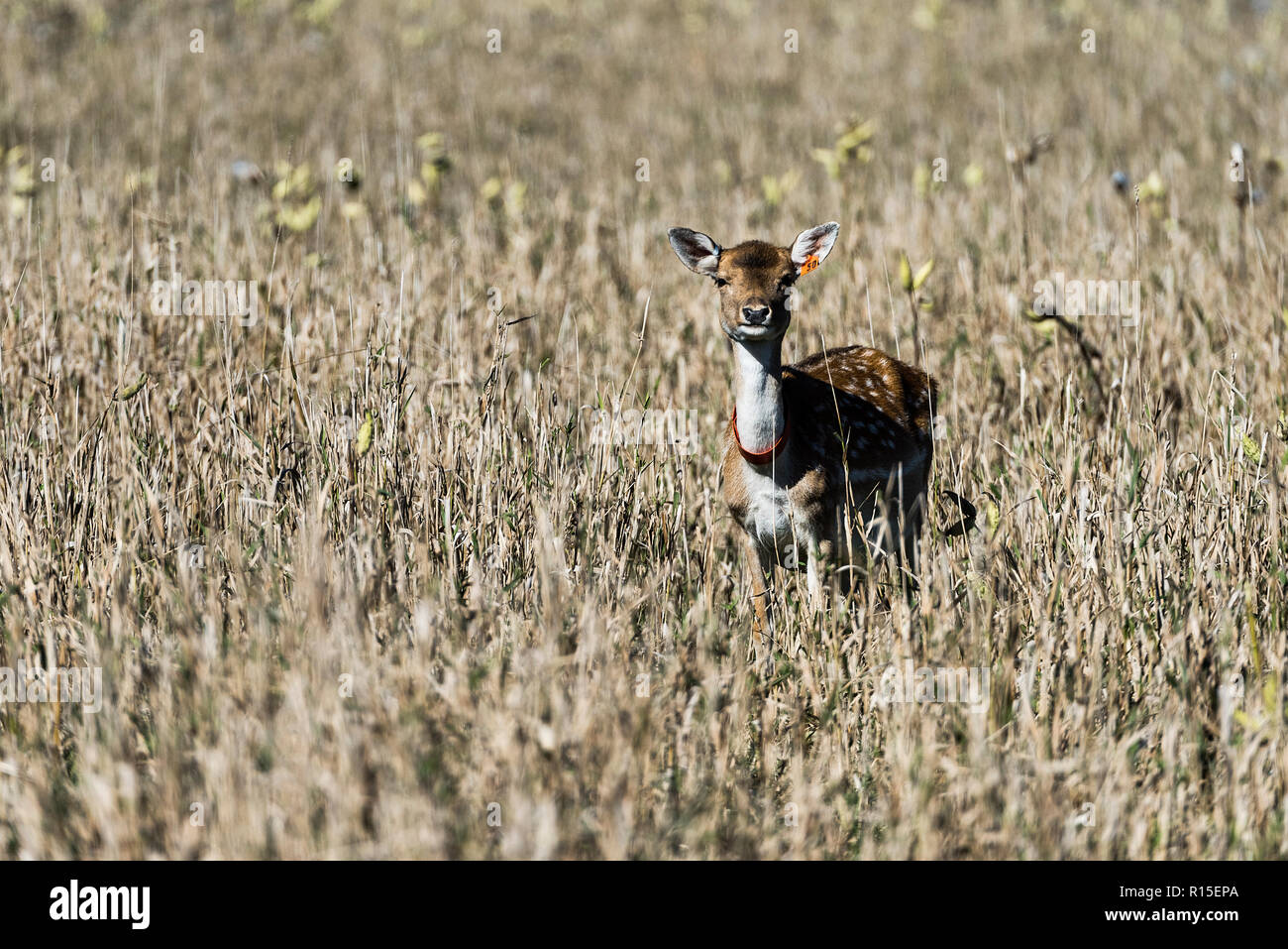 Junge Rehe füttern Im eingezäunten Weide eines kommerziellen Deer Farm, LedgEnd Farm, Middlebury, Vermont, USA. Stockfoto
