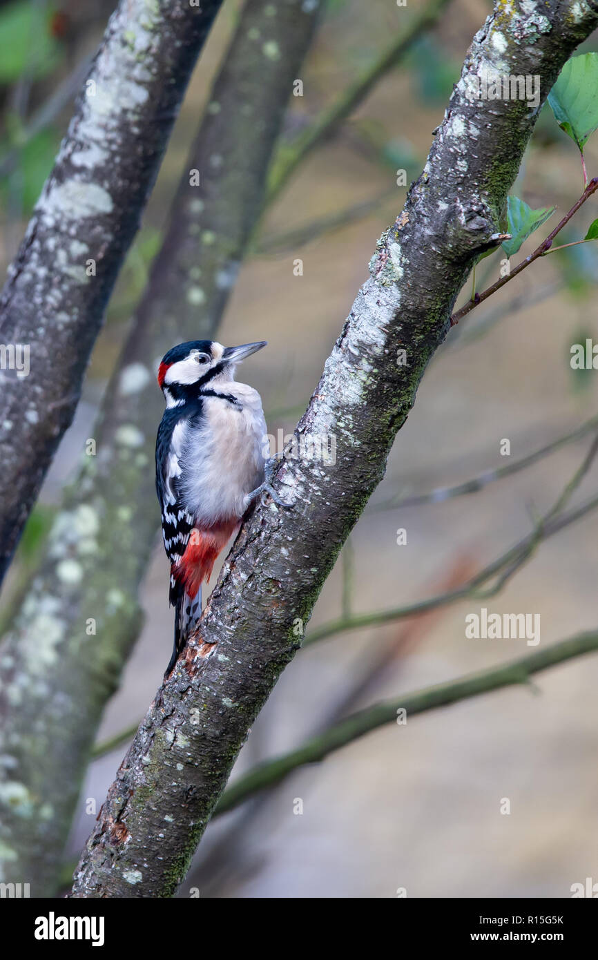 Buntspecht (Dendrocopos major) im Wald im Naturschutzgebiet Moenchbruch in der Nähe von Frankfurt, Deutschland. Stockfoto