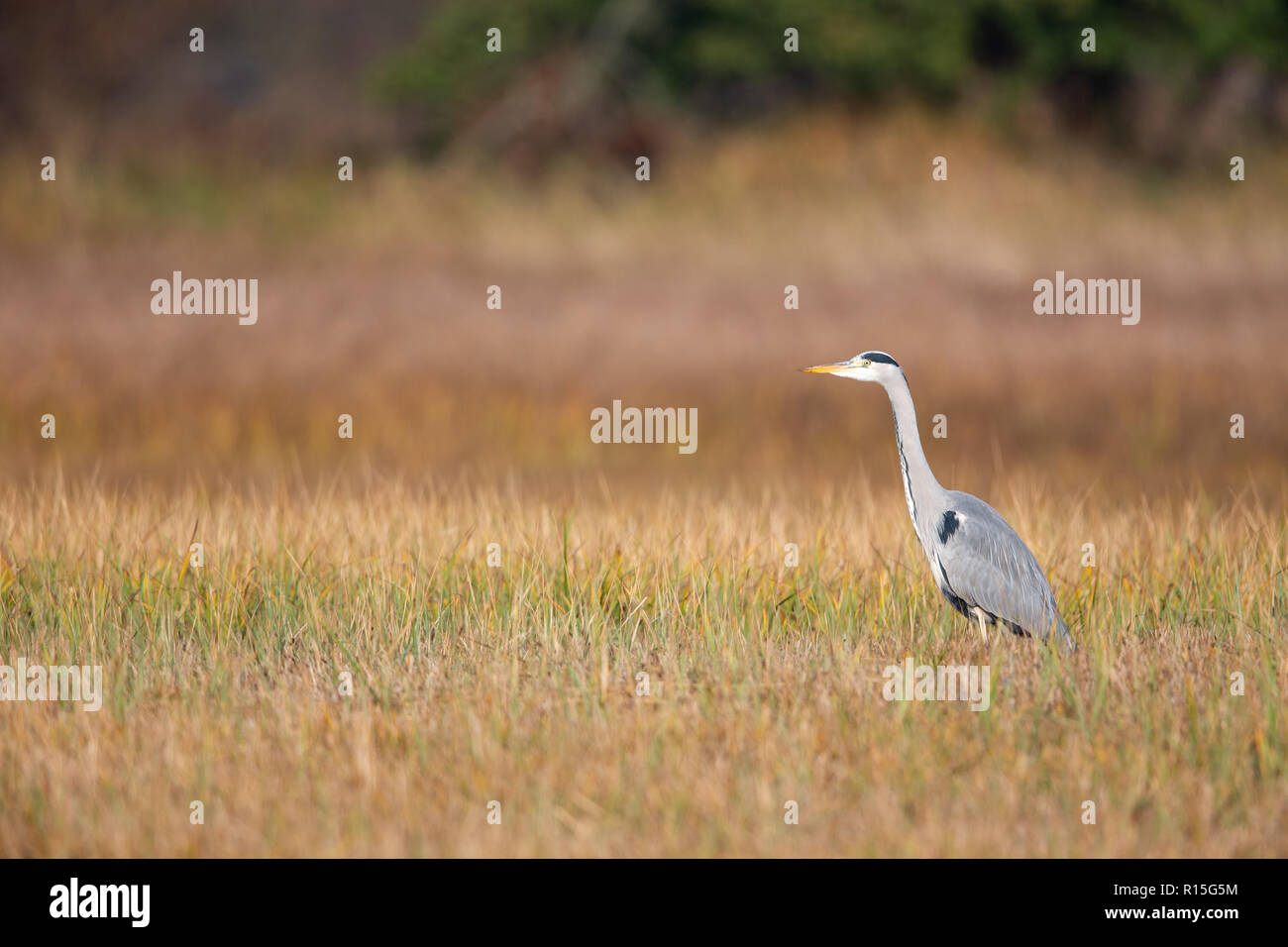 Graureiher (Ardea cinerea) auf einer Wiese im Naturschutzgebiet Moenchbruch in der Nähe von Frankfurt, Deutschland. Stockfoto