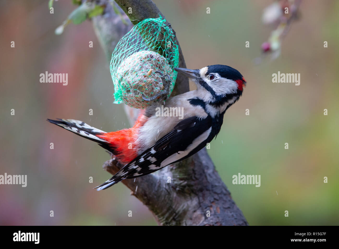 Buntspecht (Dendrocopos major) Fütterung auf einem FAT-Kugel im Naturschutzgebiet Moenchbruch in der Nähe von Frankfurt, Deutschland. Stockfoto