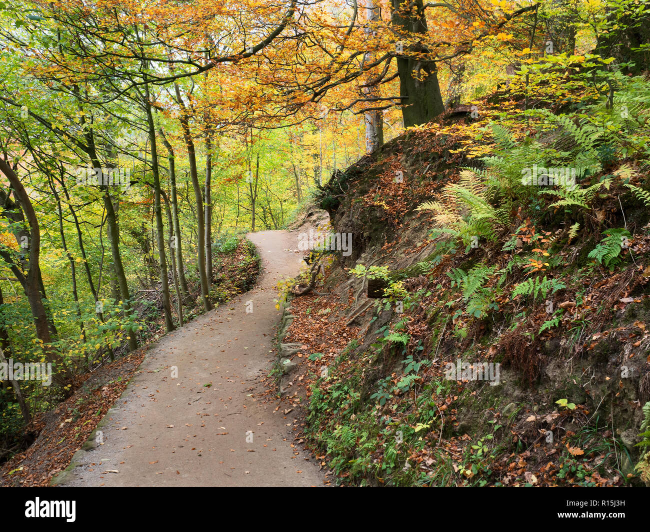 Fußweg durch Strid Holz im Herbst in Bolton Abbey Yorkshire Dales England Stockfoto