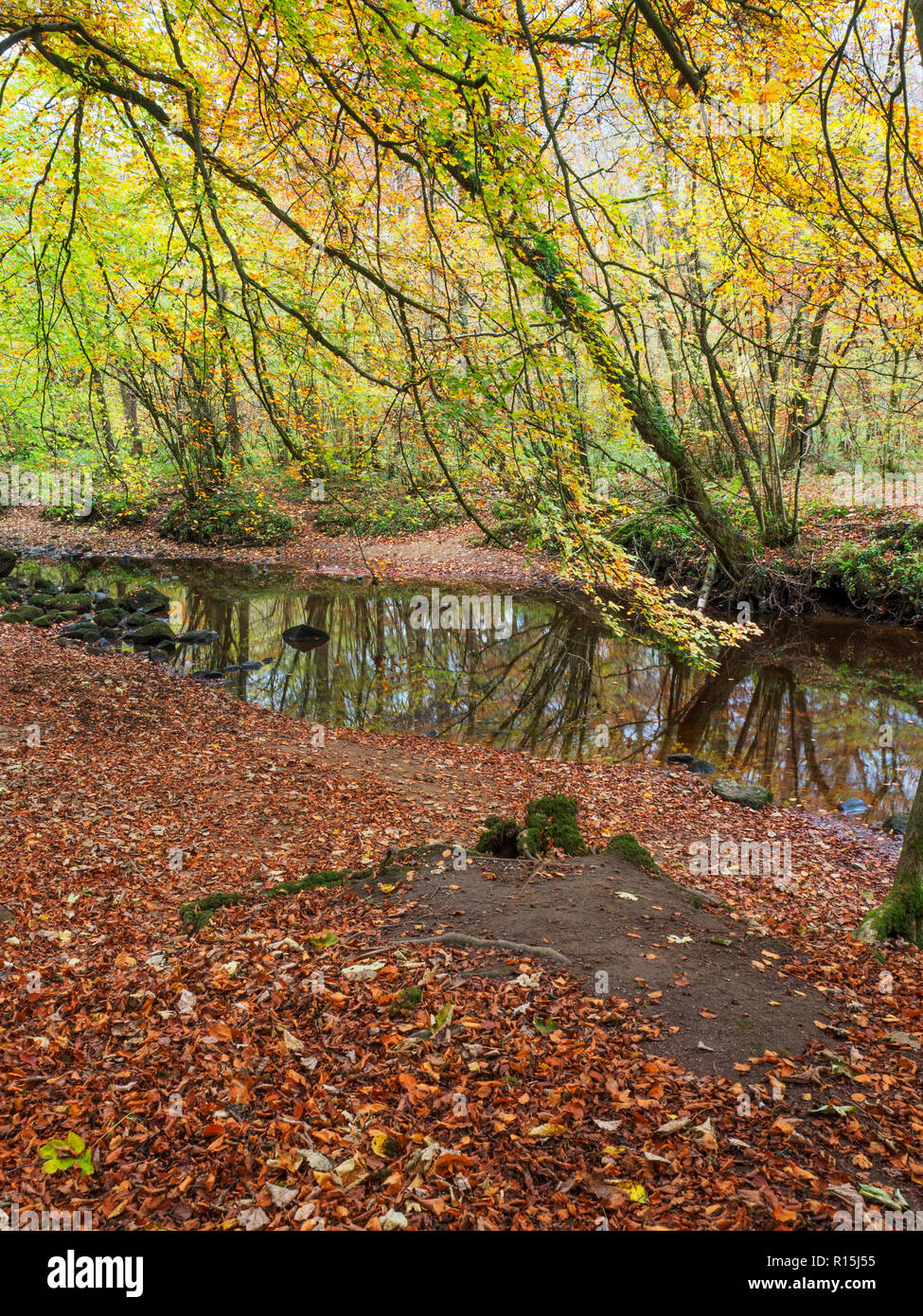 Ein Teppich Laub durch ein Einlaß vom River Wharfe in STrid Holz im Herbst in Bolton Abbey Yorkshire Dales England Stockfoto