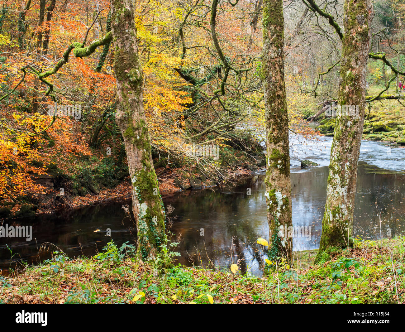 Drei Moos und Flechten cobvered Baumstämme durch den River Wharfe in Strid Holz im Herbst in Bolton Abbey Yorkshire Dales England Stockfoto