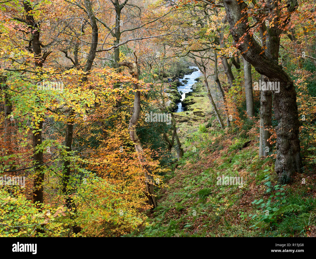 Die Strid durch Bäume im Herbst in Strid Holz Stockfoto