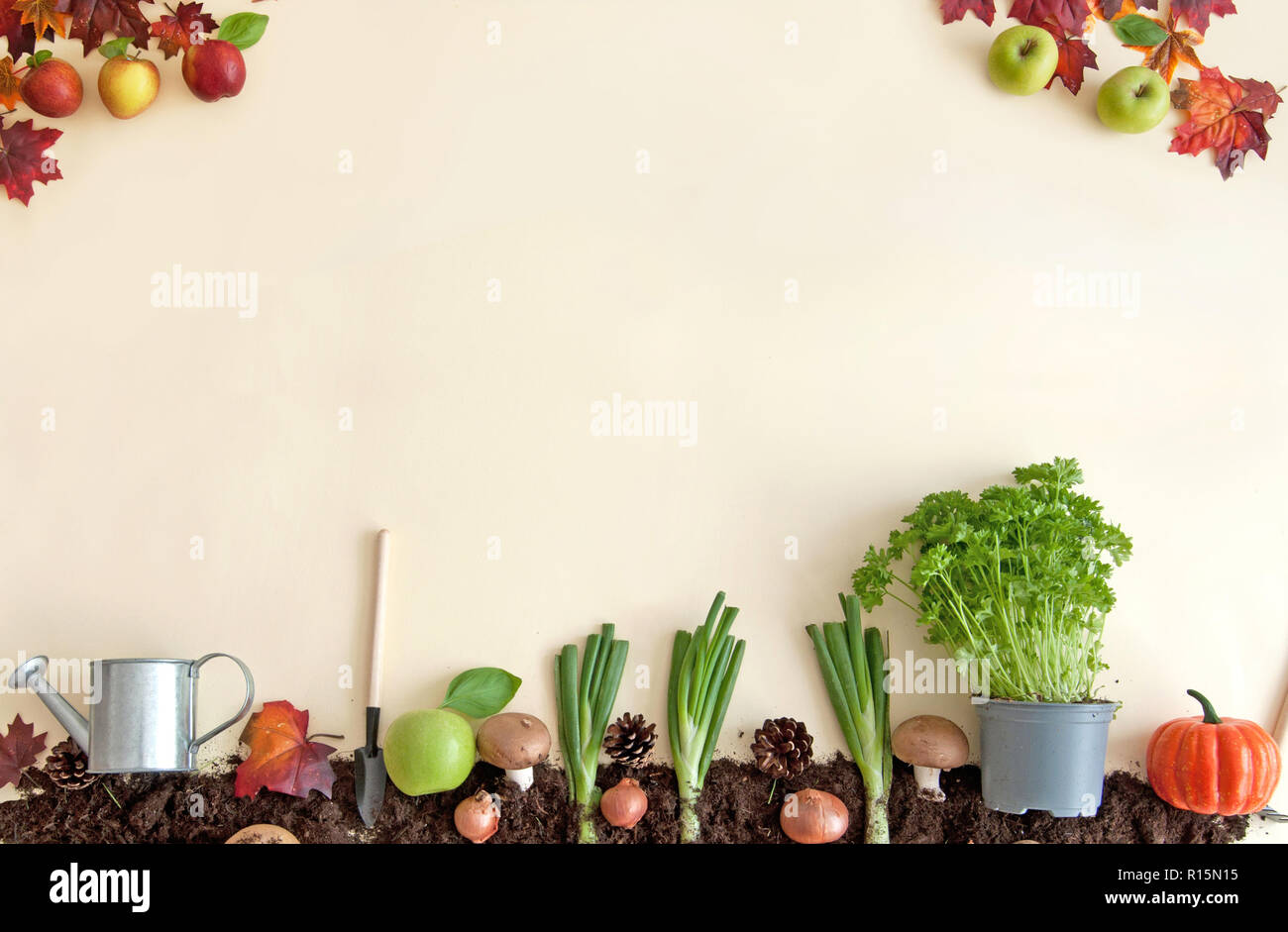 Herbst Früchte wachsen aus Erde patch mit Apple Orchard Stockfoto