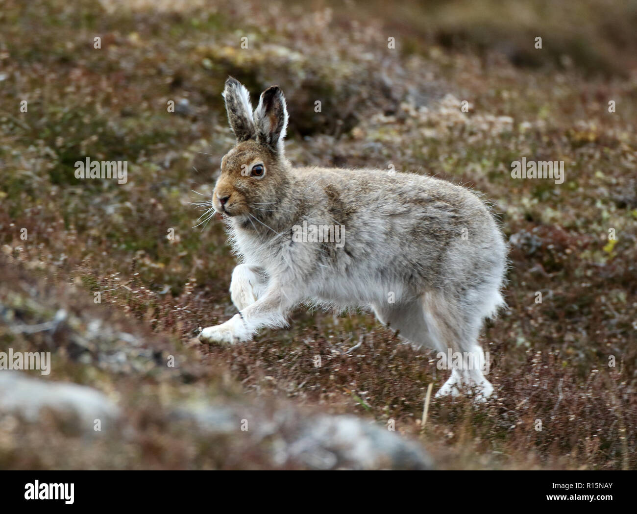 Schneehase durch im Cairngorms, Schottland, UK läuft Stockfoto