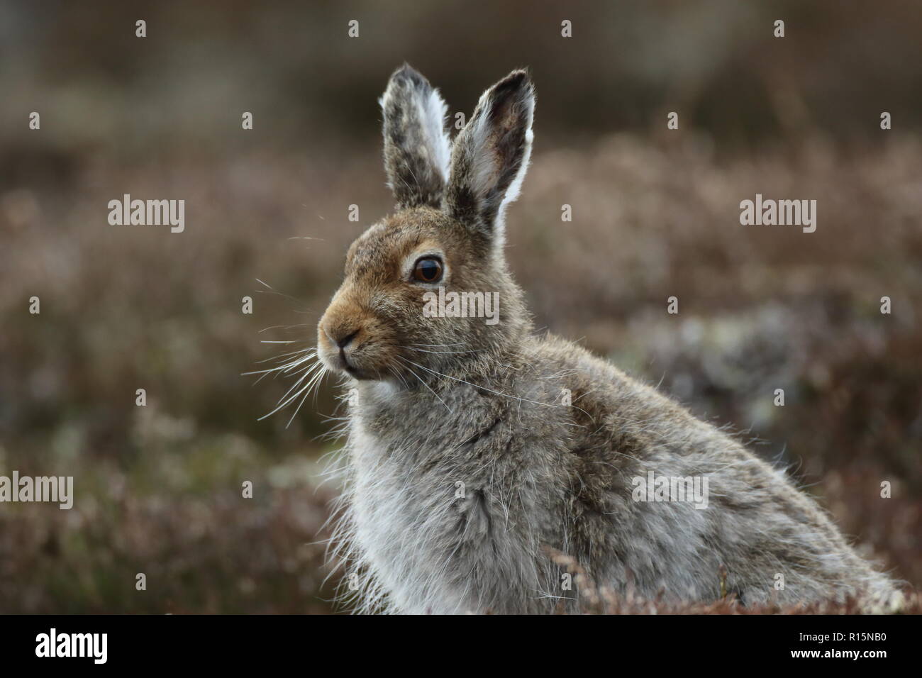 Schneehase im Cairngorms, Schottland, Großbritannien Stockfoto
