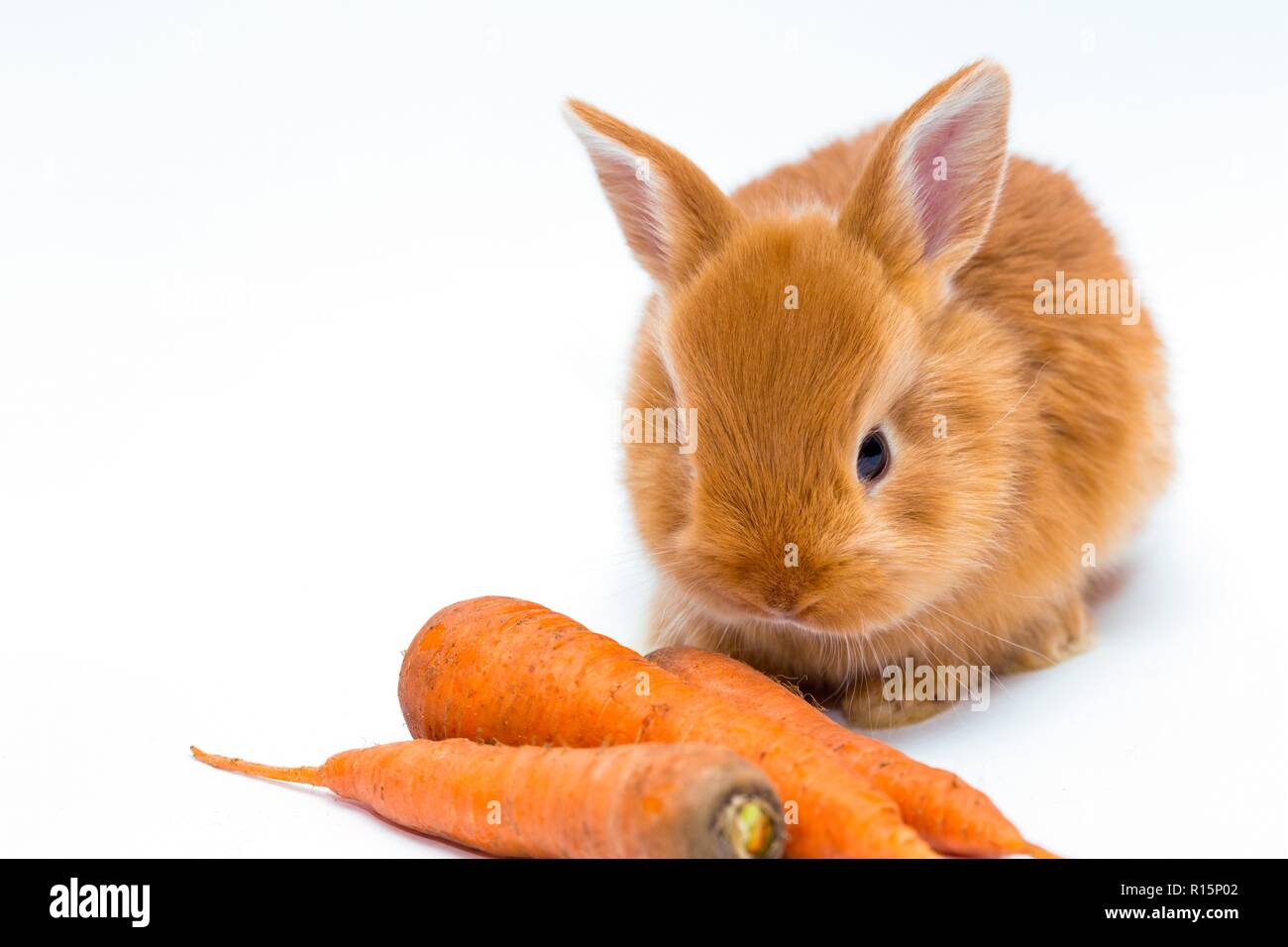 Rothaarige Kleine Hase Und Karotte Stockfotografie Alamy