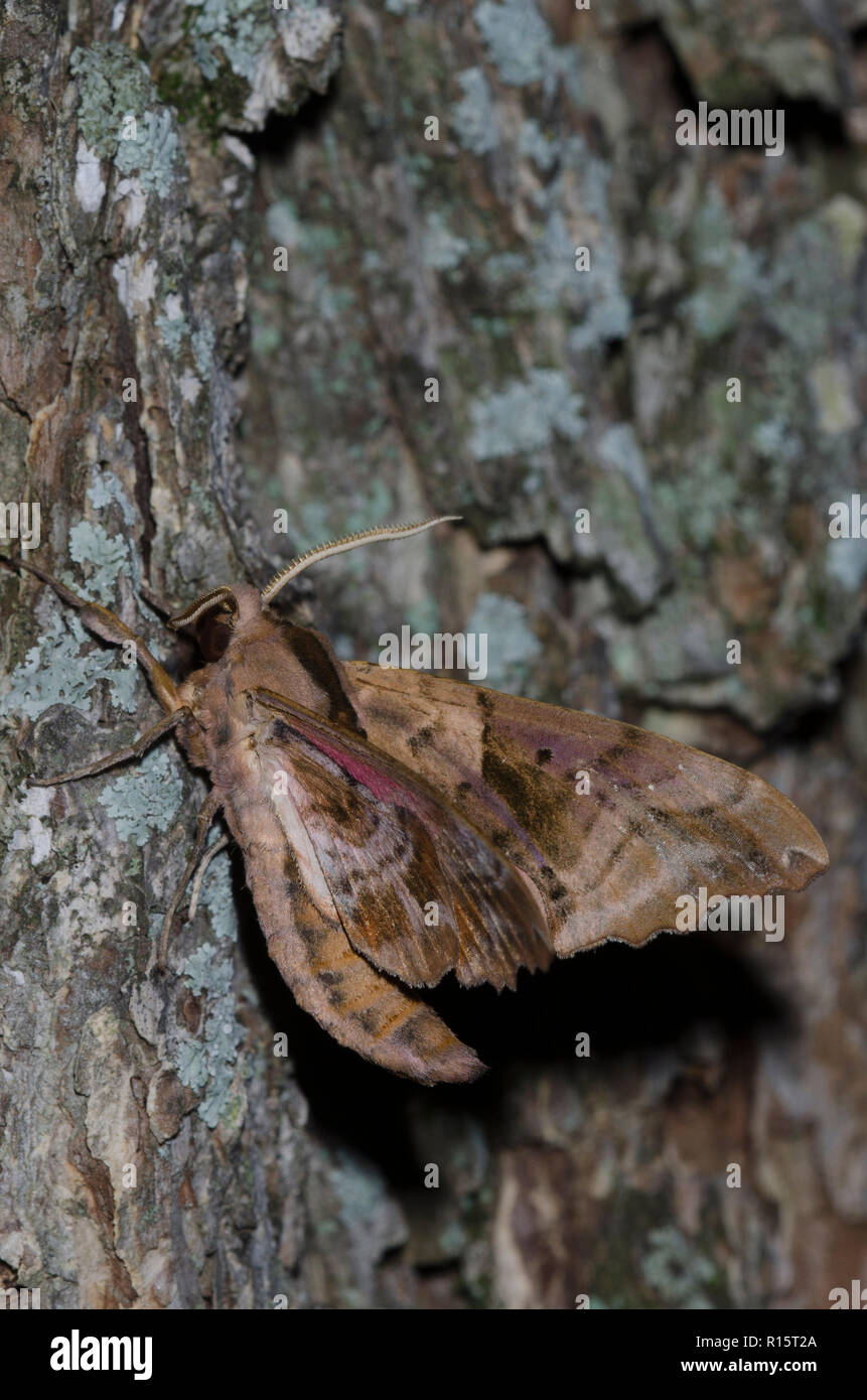 Geblendet Sphinx, Paonias excaecata Stockfoto