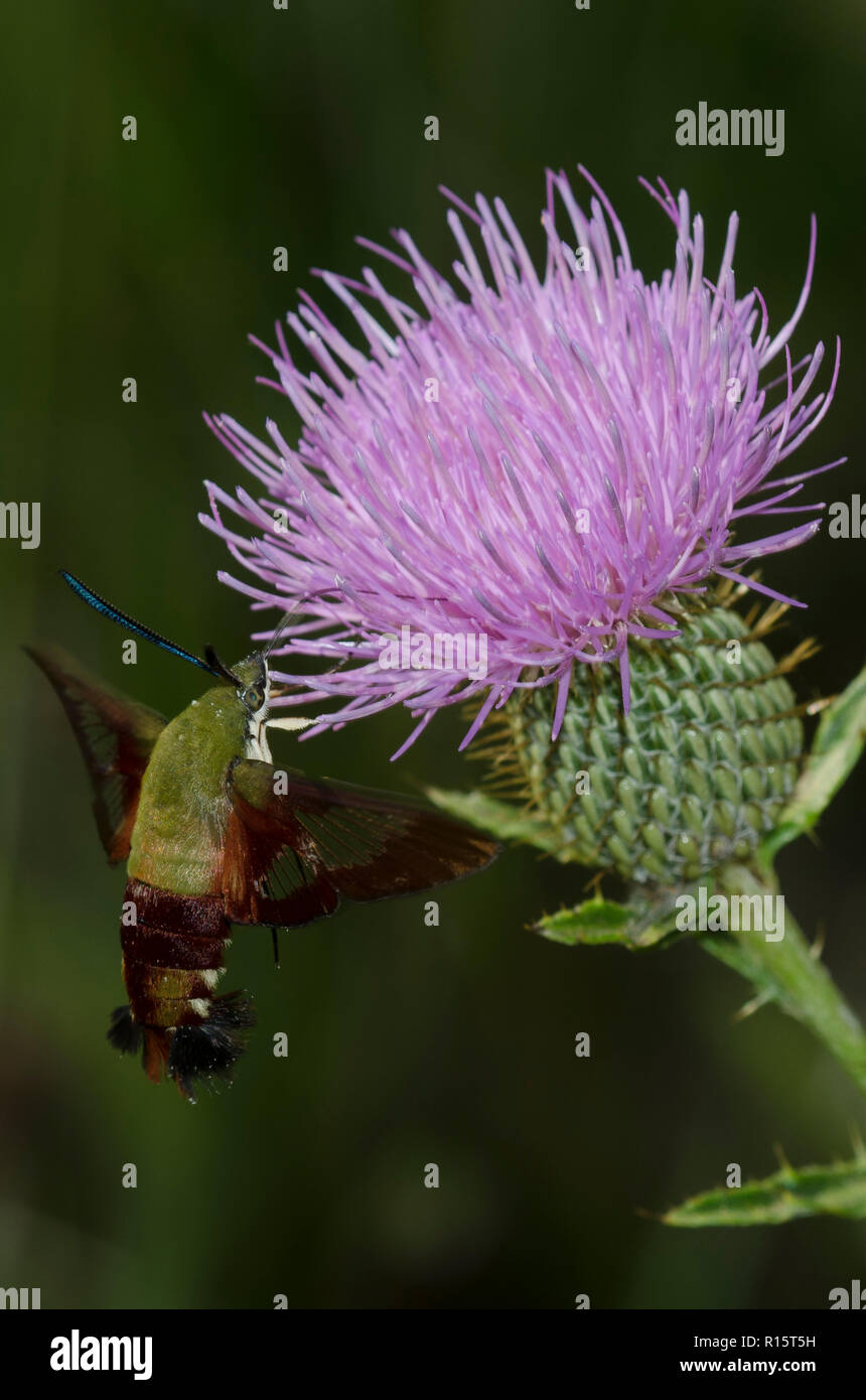 Hummingbird Clearwing, Hemaris thysbe, schweben im Flug sammeln Nektar von Distel, Cirsium sp. Stockfoto