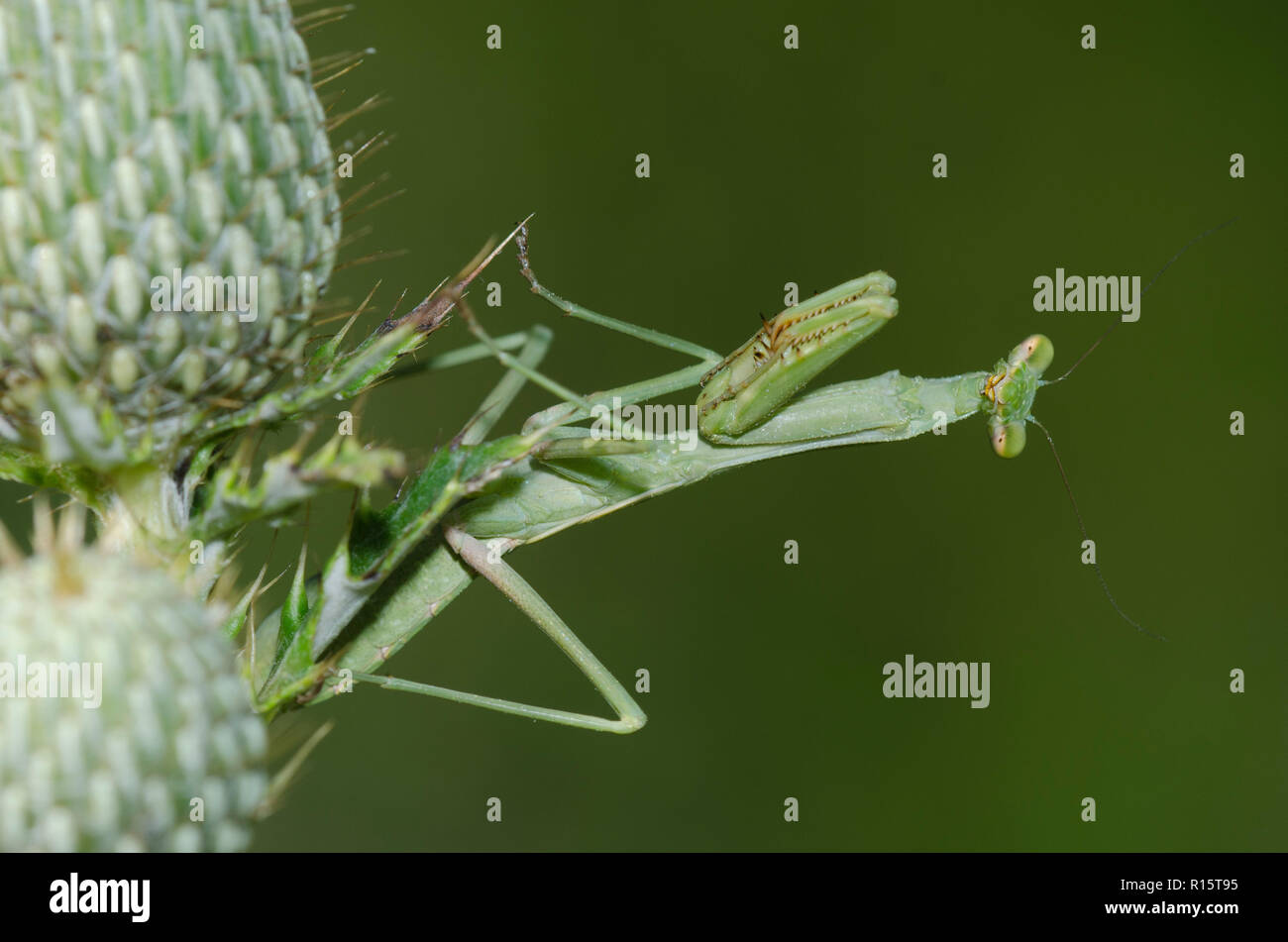 Carolina Mantis, Stagmomantis Carolina, auf Distel, Cirsium sp. Stockfoto