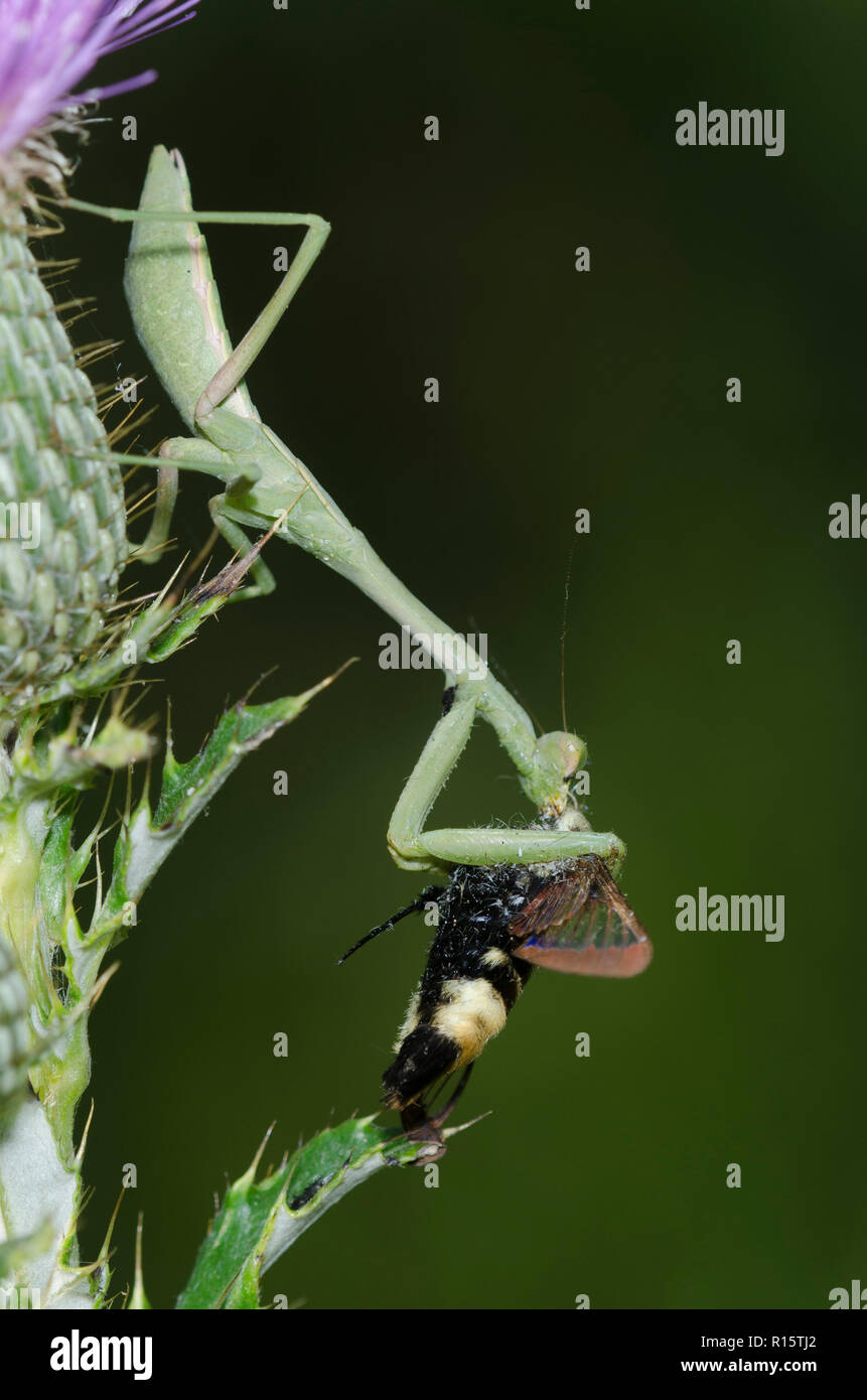 Carolina Mantis, Stagmomantis carolina, raubend ein Schnebeere Clearwing, Hemaris diffinis, auf Distel, Cirsium sp. Stockfoto