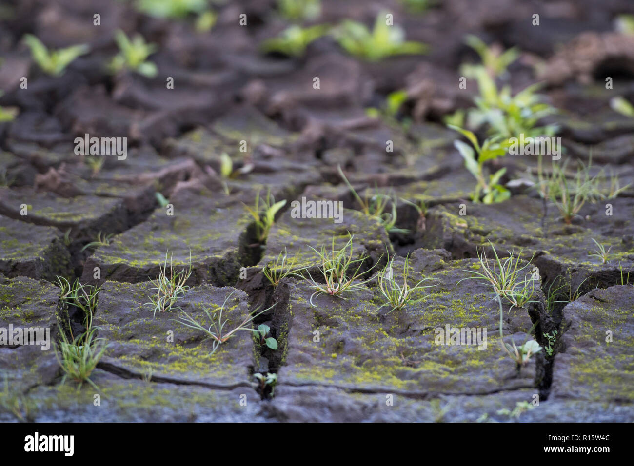 Vegetation wächst auf der Unterseite als extrem niedrige Wasserstände in Woodhead Reservoir, Teil der Longdendale Vorratsbehälter in der High Peak District Stockfoto