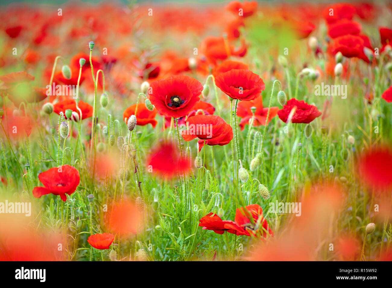 - Nahaufnahme Bild der roten Feld Poppy Es ist auch manchmal als gemeinsame Poppy Poppy, Flandern, Corn Poppy oder nur Roter Mohn sind alle Papaver rhoeas. Stockfoto