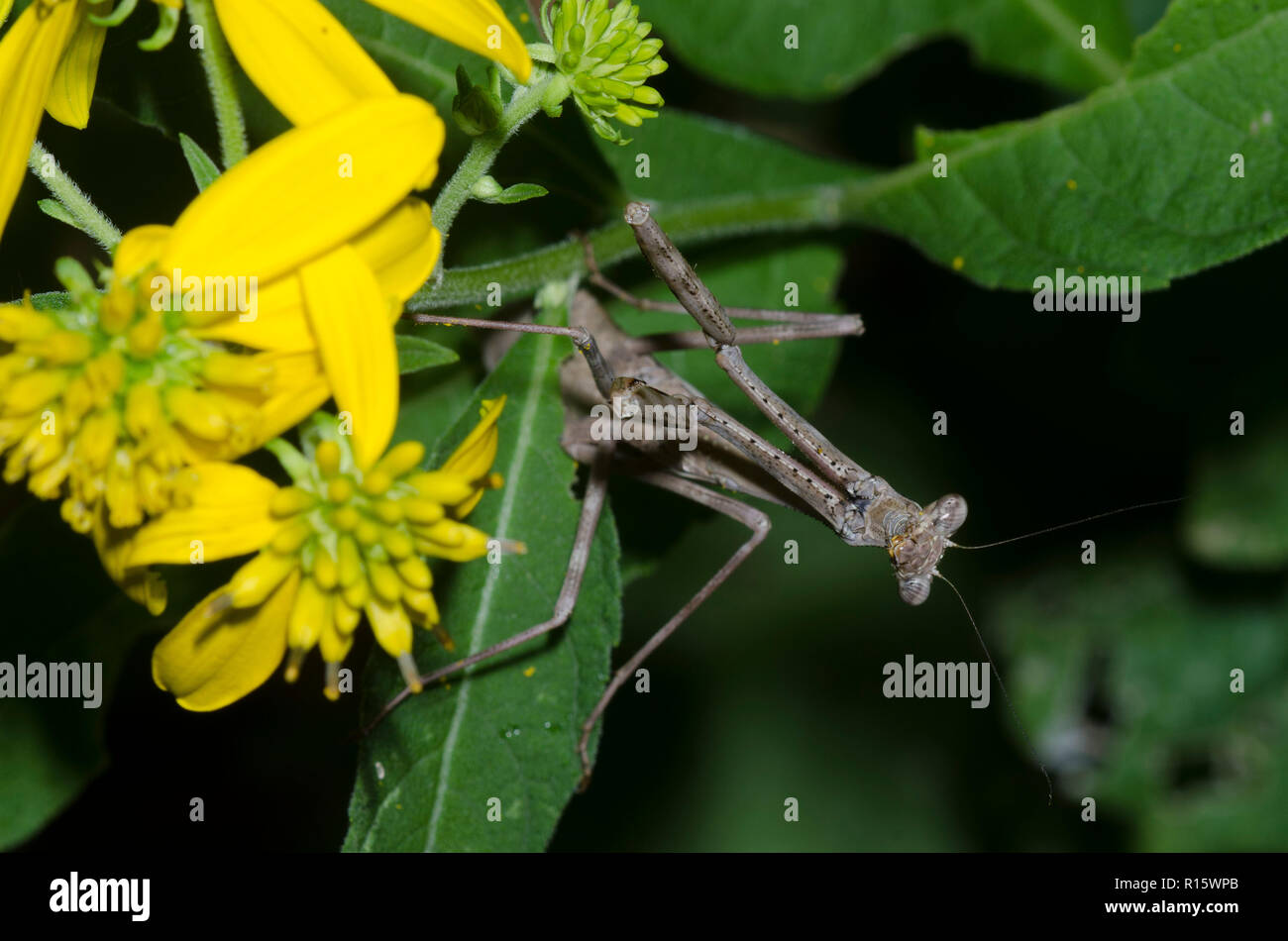 Carolina Mantis, Stagmomantis Carolina, Stalking Beute in gelben Mischsignal-Video Blumen Stockfoto