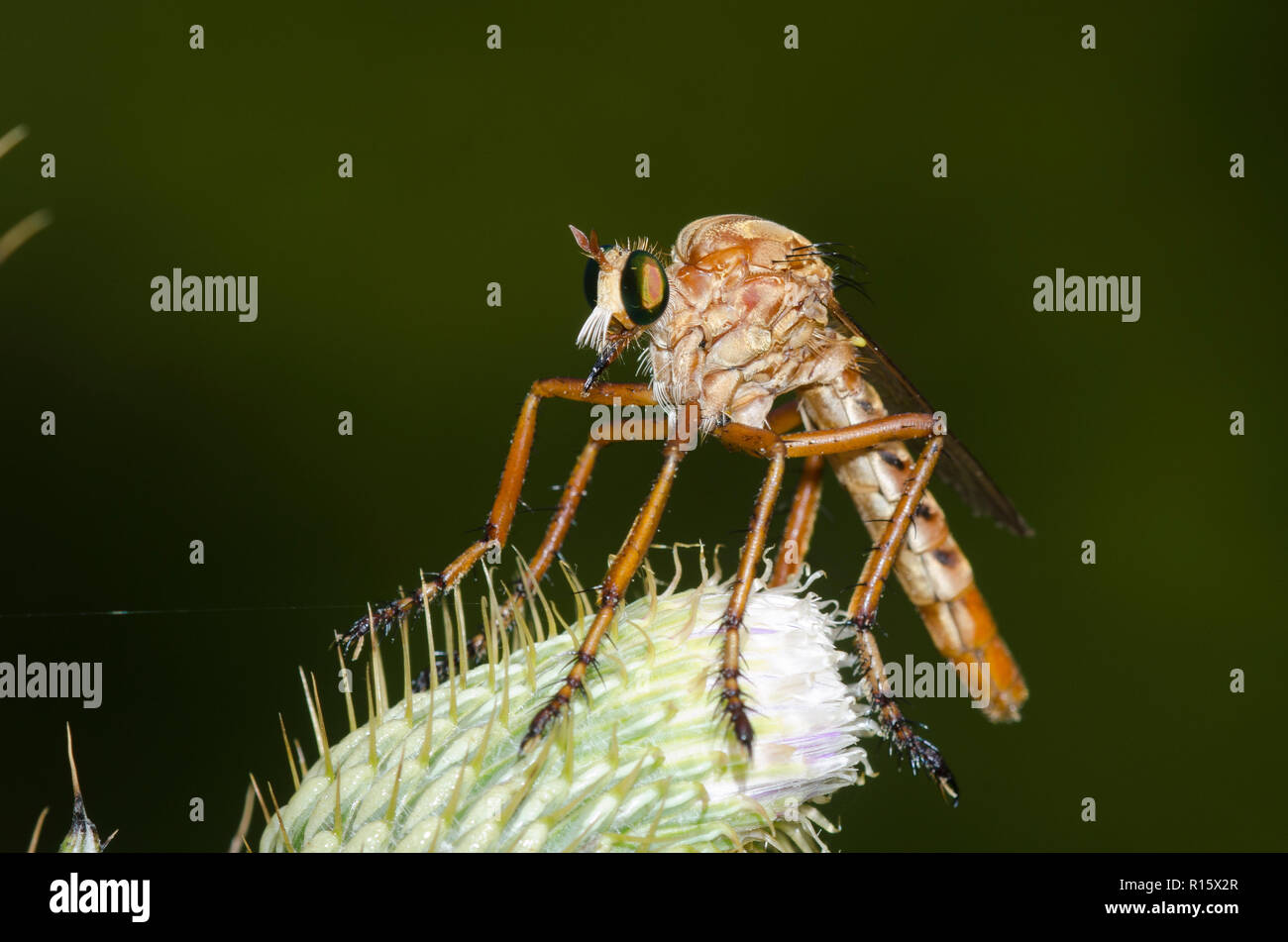 Räuber Fliegen, Diogmites angustipennis, Ausschau nach Beute, während auf Thistle thront, Cirsium sp. Stockfoto