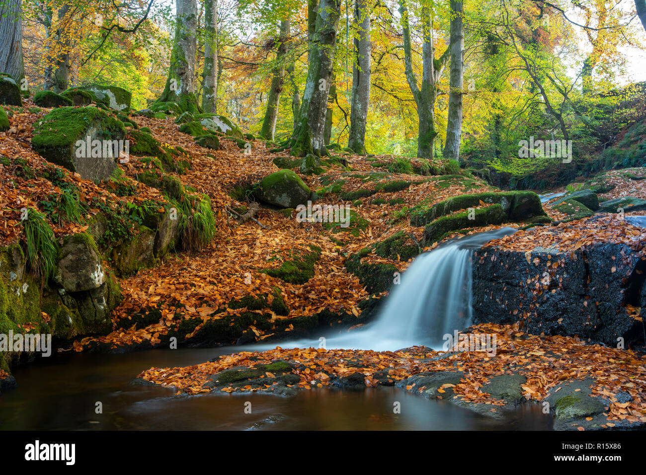 Herbst in der irischen Landschaft Stockfoto