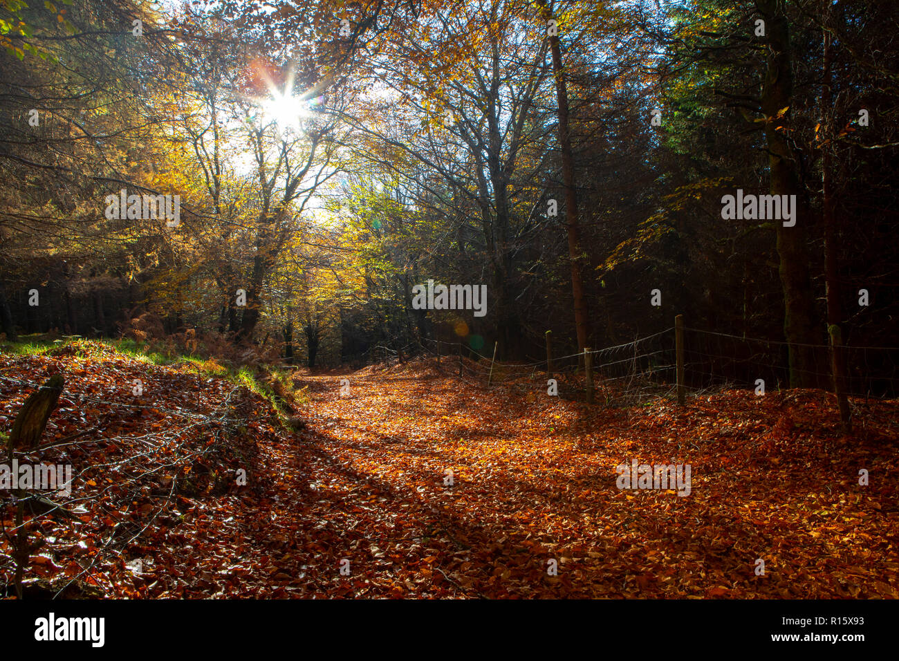 Landschaftlich reizvolle Straße im Herbst Stockfoto