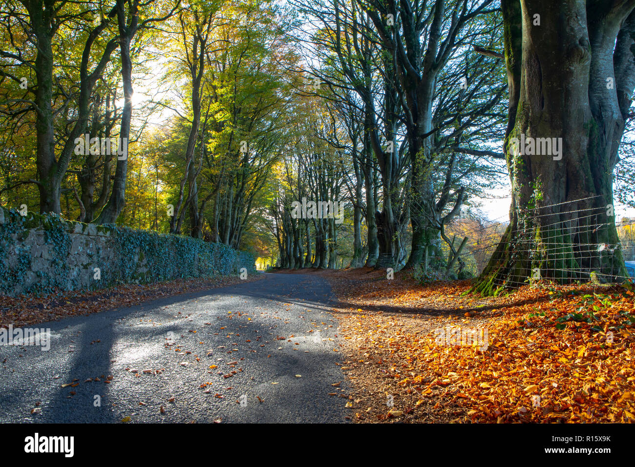 Landschaftlich reizvolle Straße im Herbst Stockfoto
