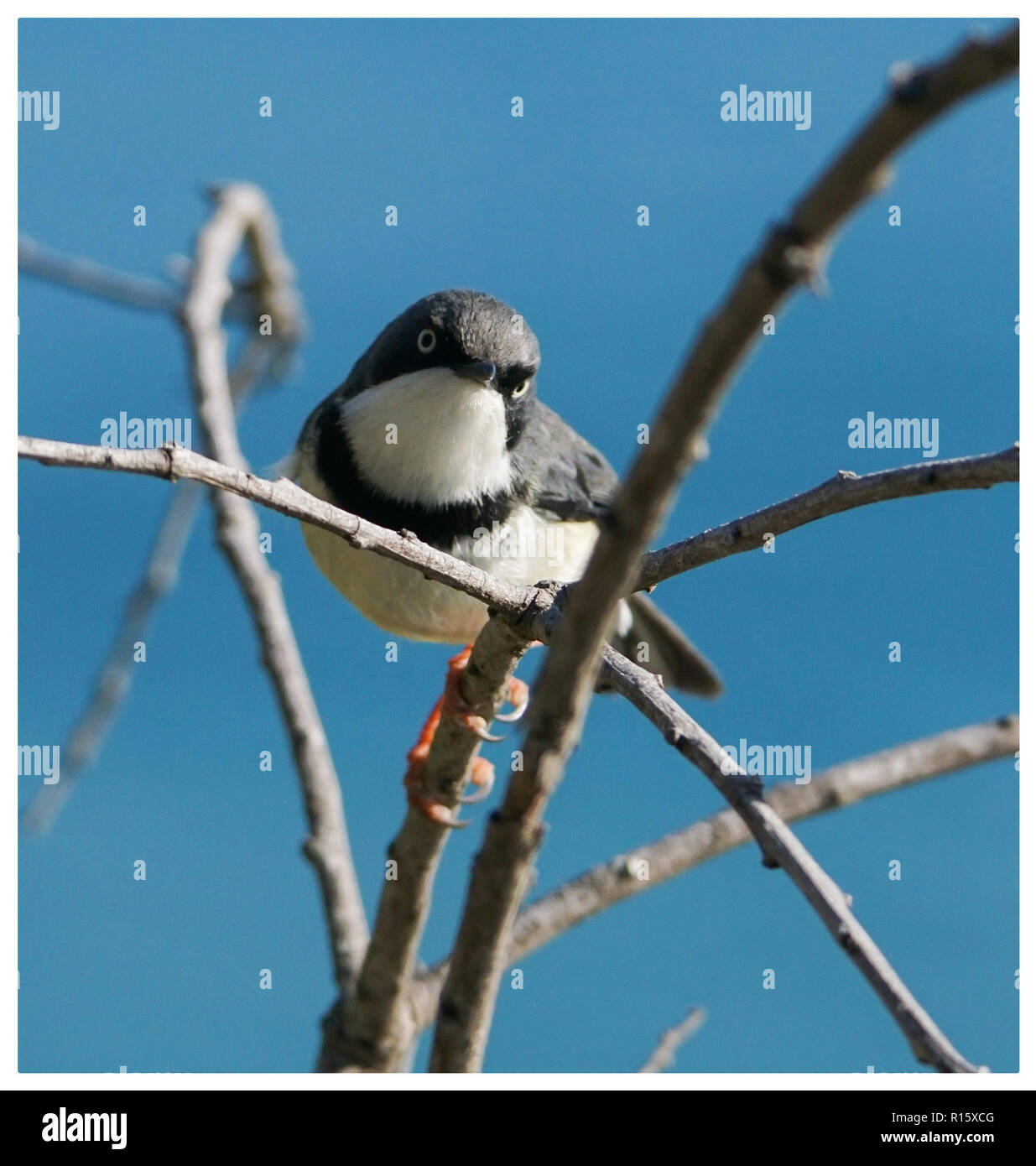 Bar-throated Apalis Stockfoto