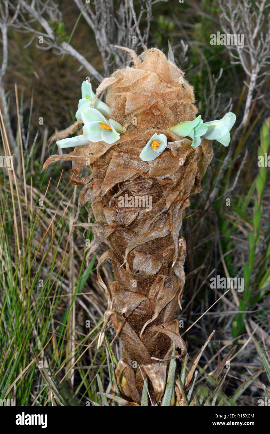 Puya cf trianae gehört zu einer Gruppe von Pflanzen in der Familie Bromeliaceae, endemisch in den Anden Südamerikas. Stockfoto