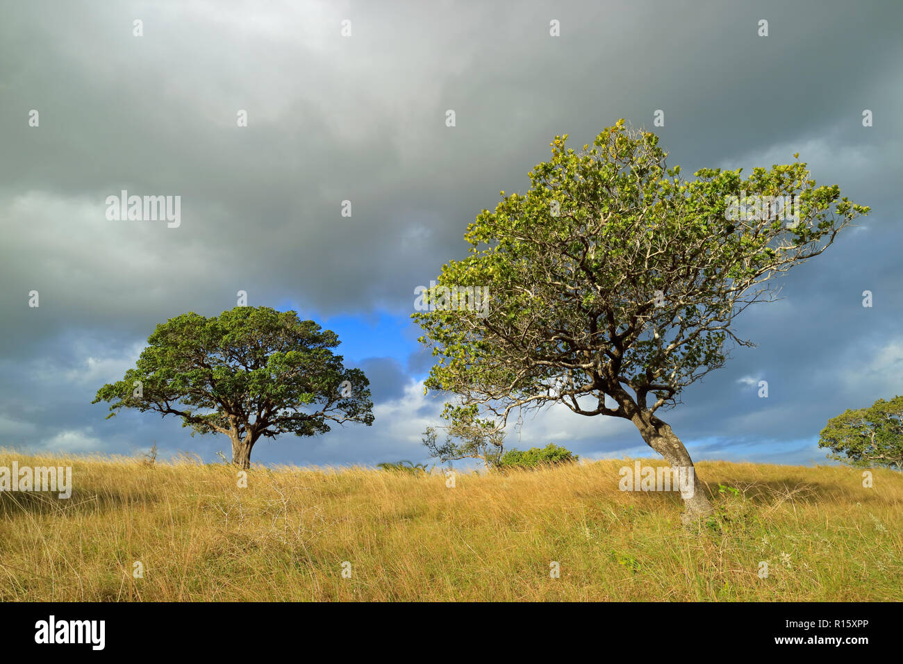 Afrikanische Savanne Landschaft mit Bäumen im Grünland mit einem bewölkten Himmel, Südafrika Stockfoto