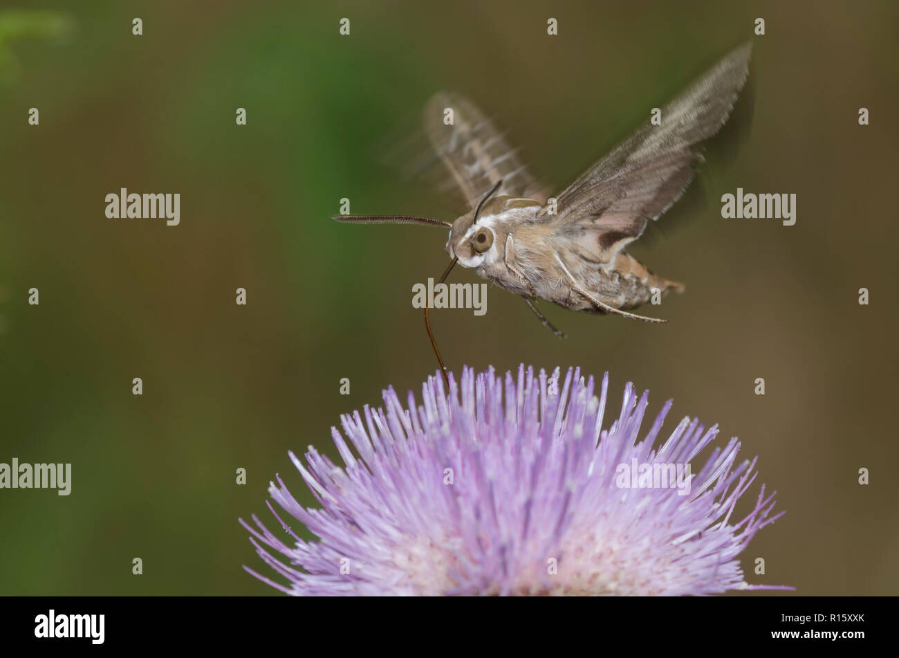 Weiß gesäumten Sphinx, Hyles lineata, im Flug und schwebt über Distel, Cirsium sp., und das Sammeln von Nektar Stockfoto