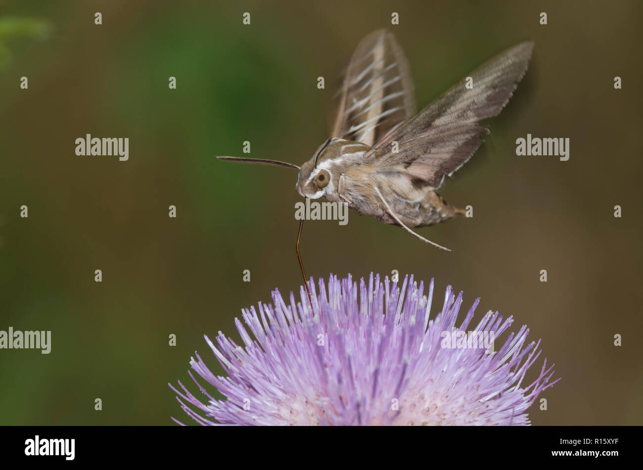 Weiß gesäumten Sphinx, Hyles lineata, im Flug und schwebt über Distel, Cirsium sp., und das Sammeln von Nektar Stockfoto