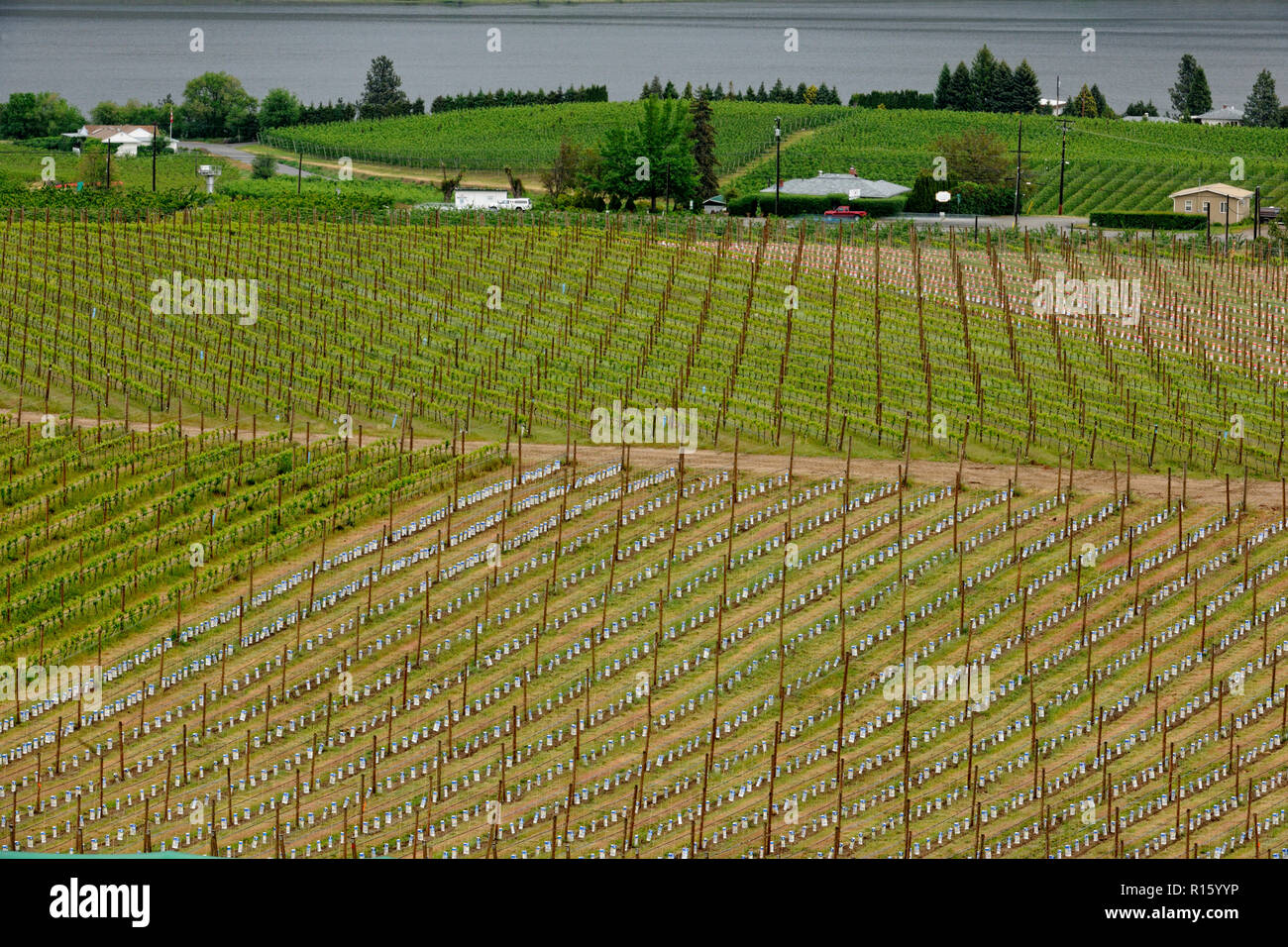 Baum, Obstplantagen und Weinbergen in der Nähe von Osoyoos Lake, Osoyoos, BC, Kanada Stockfoto