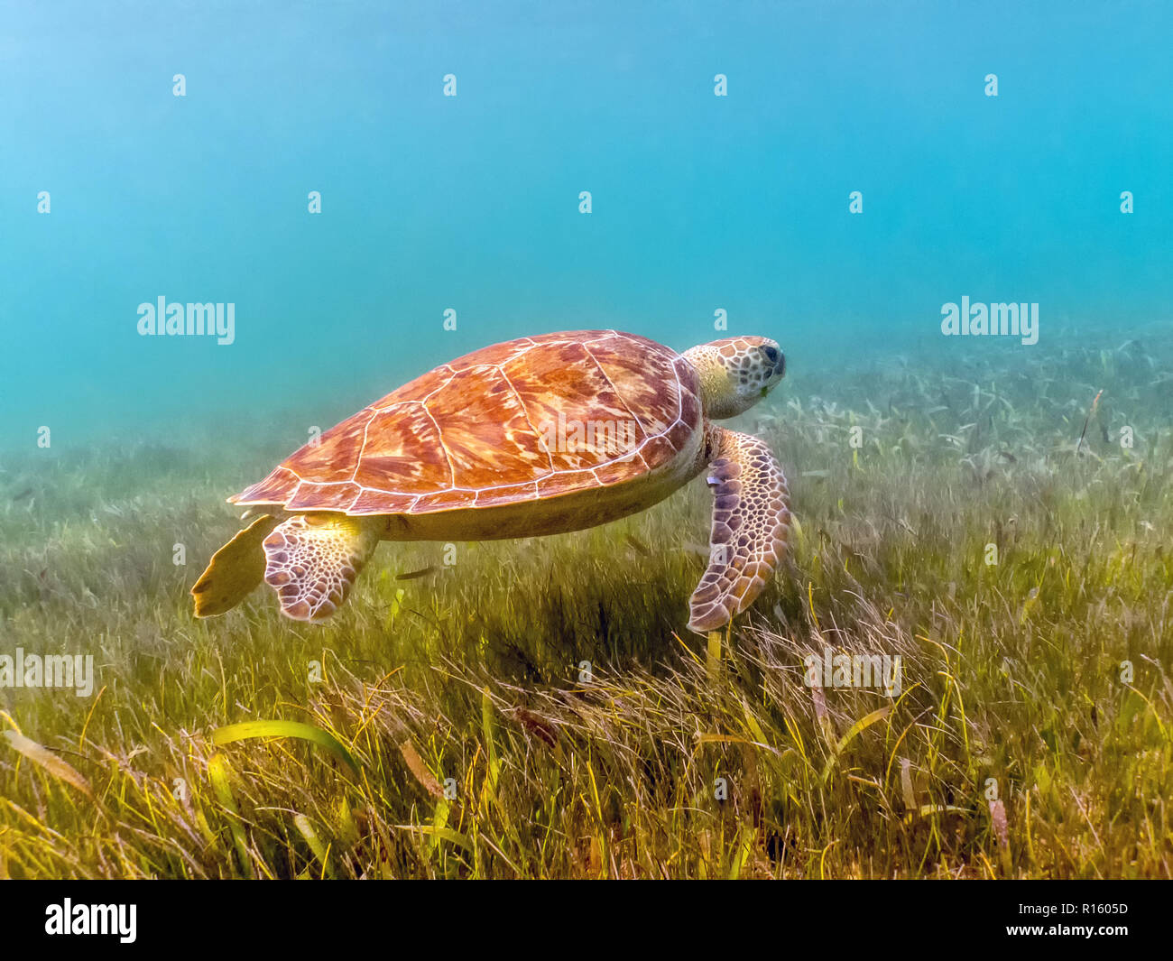 Grüne Meeresschildkröten schwimmen in Akumal, Mexiko Stockfoto